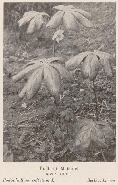 Madaus Bild Podophyllum Peltatum