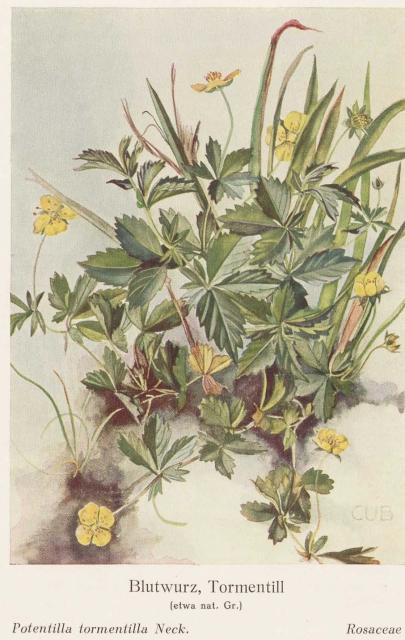 Madaus Bild Potentilla Tormentilla