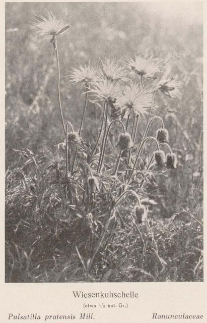 Madaus Bild Pulsatilla Pratensis