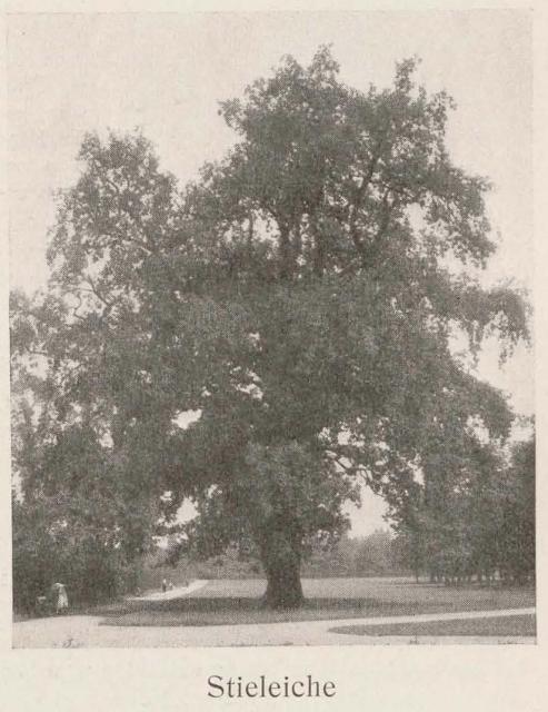 Madaus Bild Quercus Robur 1