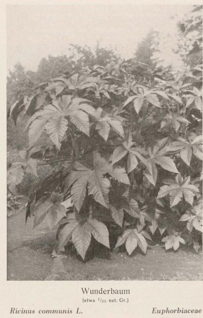 Madaus Bild Ricinus Communis