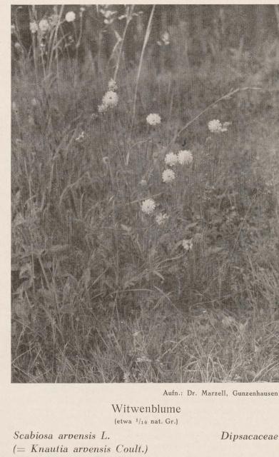 Madaus Bild Scabiosa Arvensis