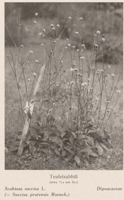 Madaus Bild Scabiosa Succisa