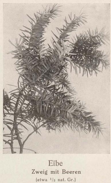 Madaus Bild Taxus Baccata 1