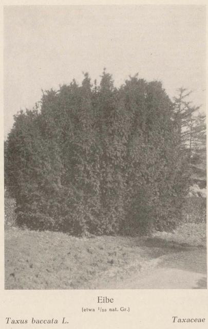 Madaus Bild Taxus Baccata