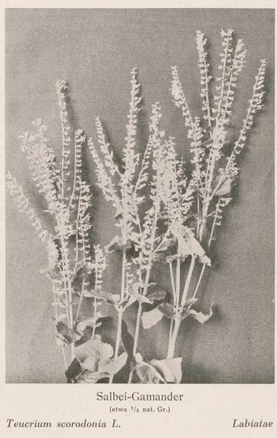 Madaus Bild Teucrium Scorodonia