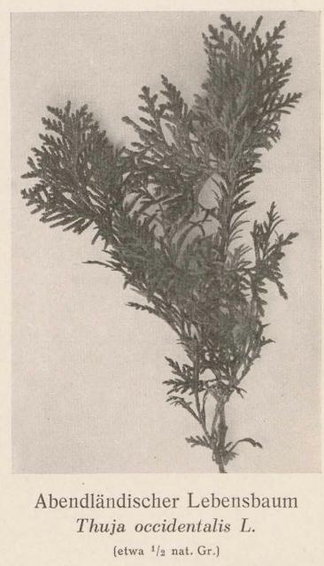 Madaus Bild Thuja Occidentalis