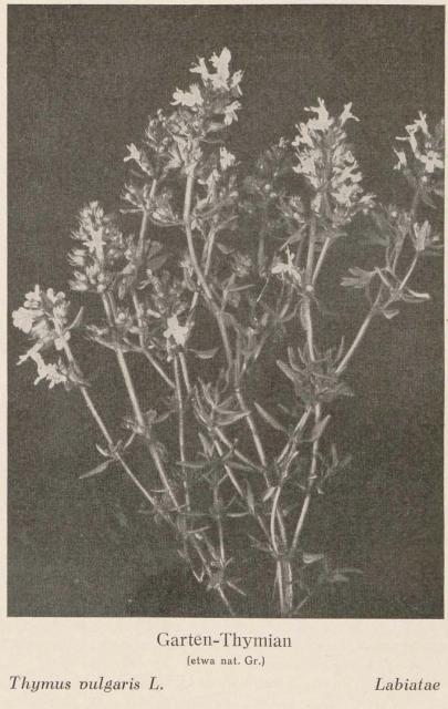 Madaus Bild Thymus Vulgaris