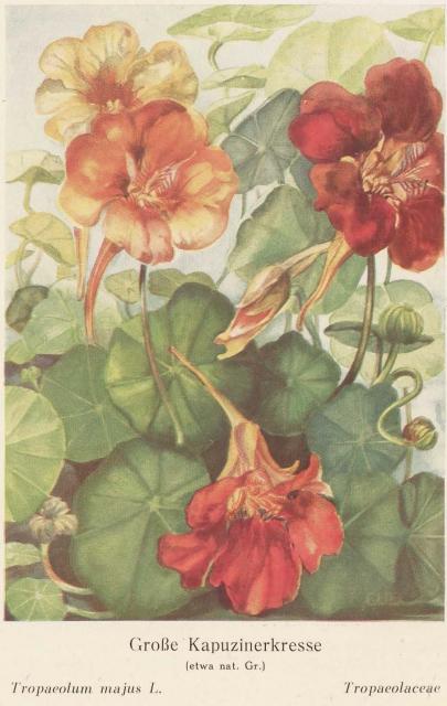 Madaus Bild Tropaeolum Majus