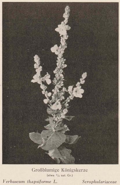 Madaus Bild Verbascum Thapsiforme