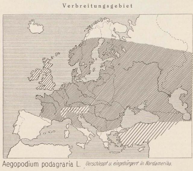 Madaus Karte Aegopodium Podagraria