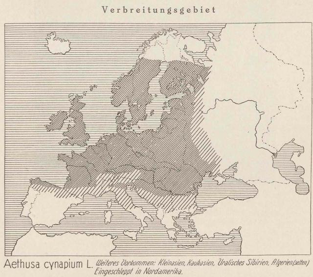 Madaus Karte Aethusa Cynapium