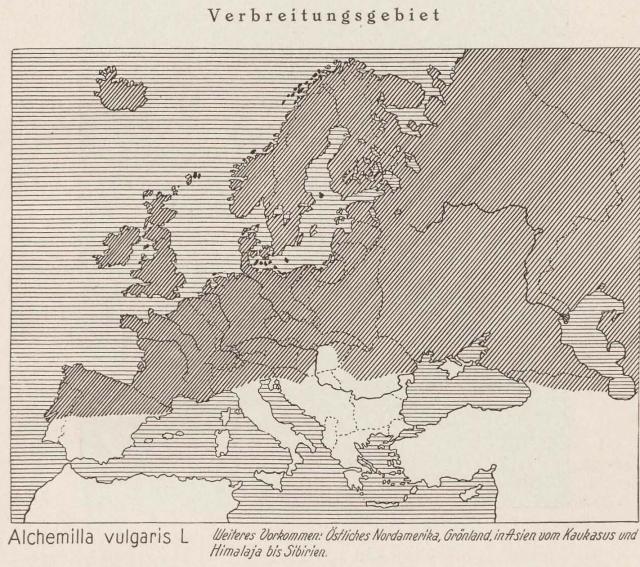 Madaus Karte Alchemilla Vulgaris