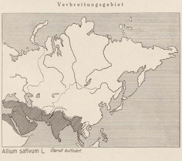 Madaus Karte Allium Sativum