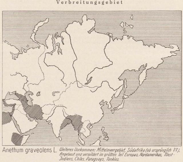 Madaus Karte Anethum Graveolens