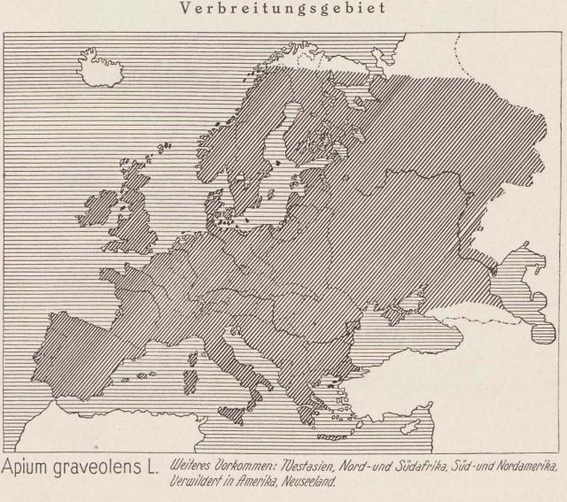 Madaus Karte Apium Graveolens