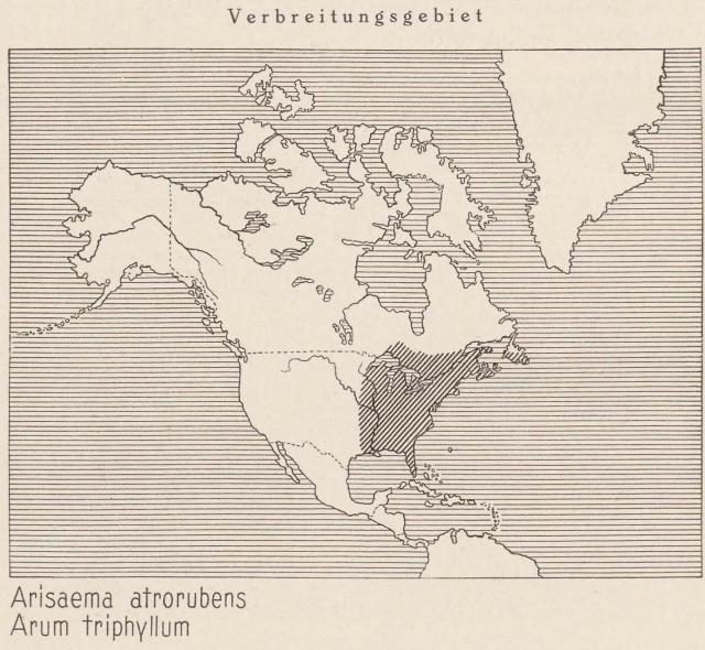 Madaus Karte Arisaema Atrorubens