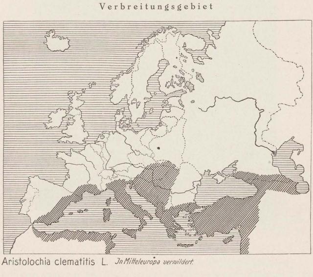 Madaus Karte Aristolochia Clematitis