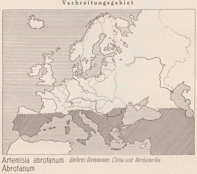 Madaus Karte Artemisia Abrotanum