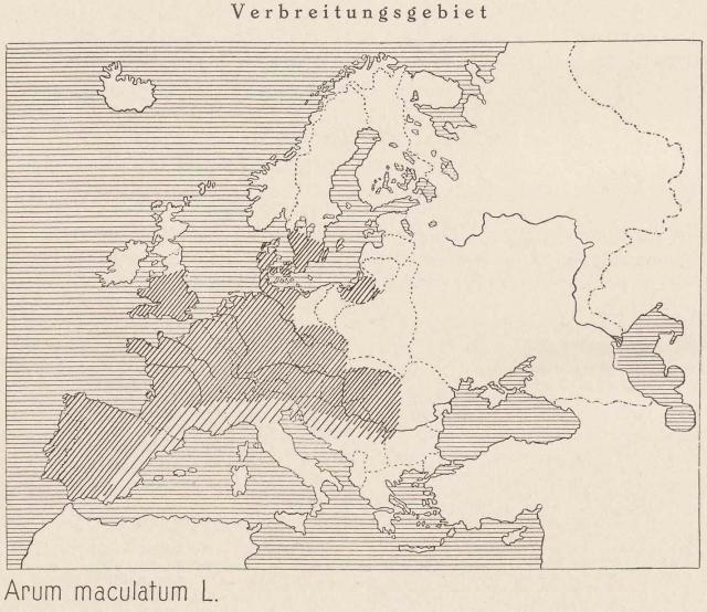 Madaus Karte Arum Maculatum