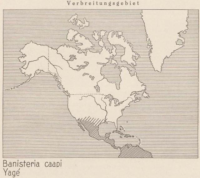 Madaus Karte Banisteria Caapi