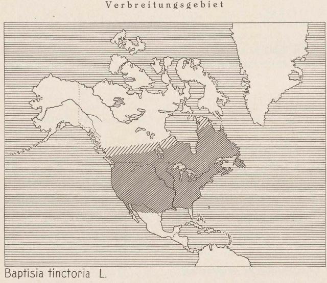 Madaus Karte Baptisia Tinctoria