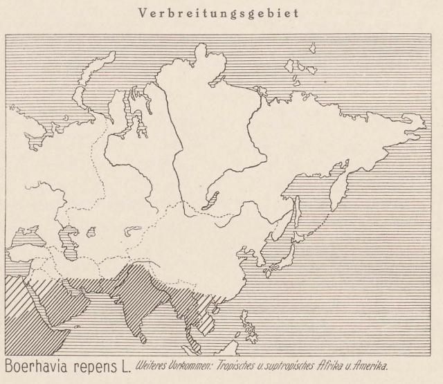 Madaus Karte Boerhavia Repens