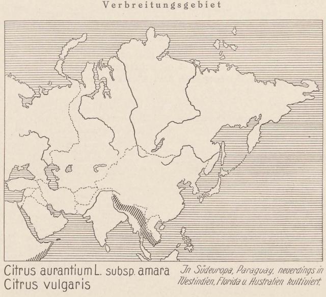 Madaus Karte Citrus Aurantium