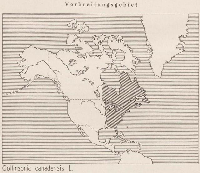 Madaus Karte Collinsonia Canadensis