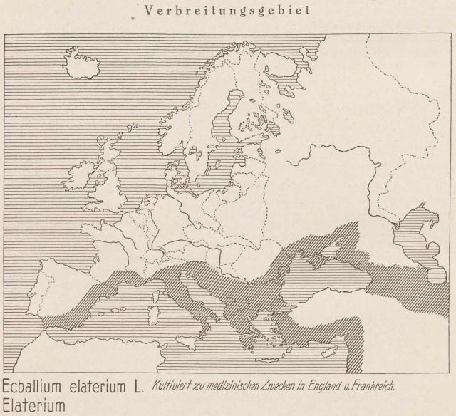 Madaus Karte Ecballium Elaterium