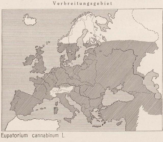 Madaus Karte Eupatorium Cannabinum