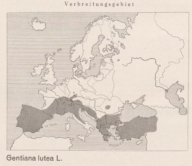 Madaus Karte Gentiana Lutea