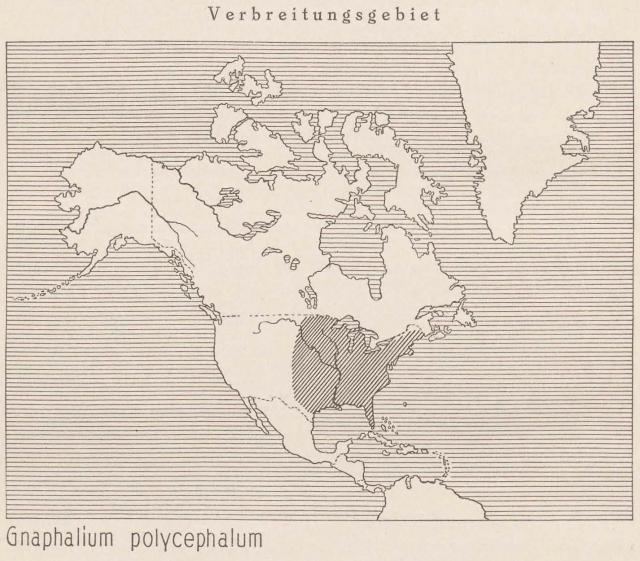 Madaus Karte Gnaphalium Polycephalum