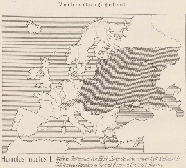 Madaus Karte Humulus Lupulus