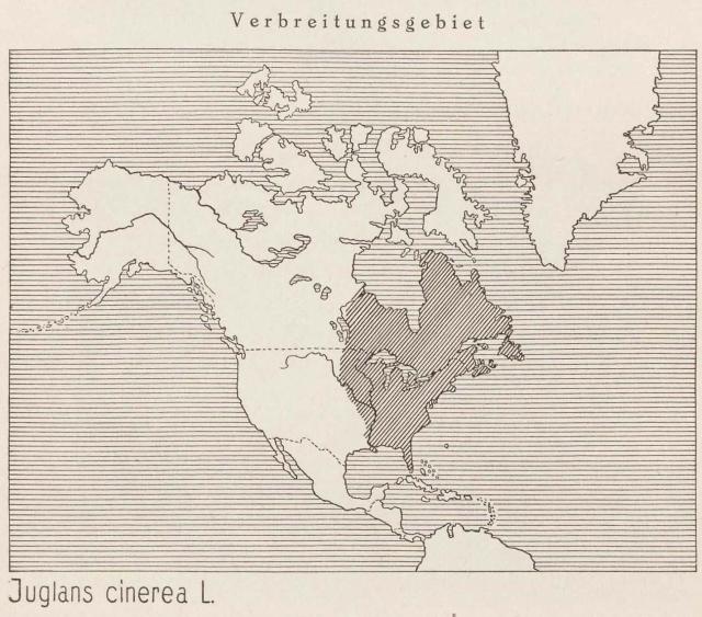 Madaus Karte Juglans Cinerea