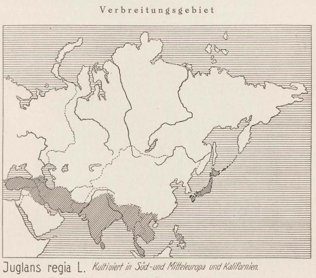 Madaus Karte Juglans Regia