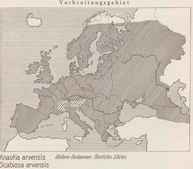 Madaus Karte Knautia Arvensis