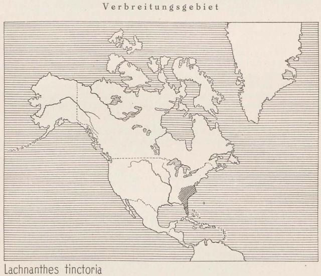 Madaus Karte Lachnanthes Tinctoria