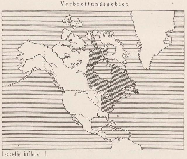 Madaus Karte Lobelia Inflata