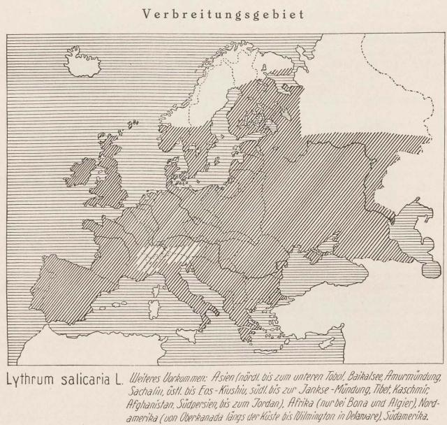 Madaus Karte Lythrum Salicaria