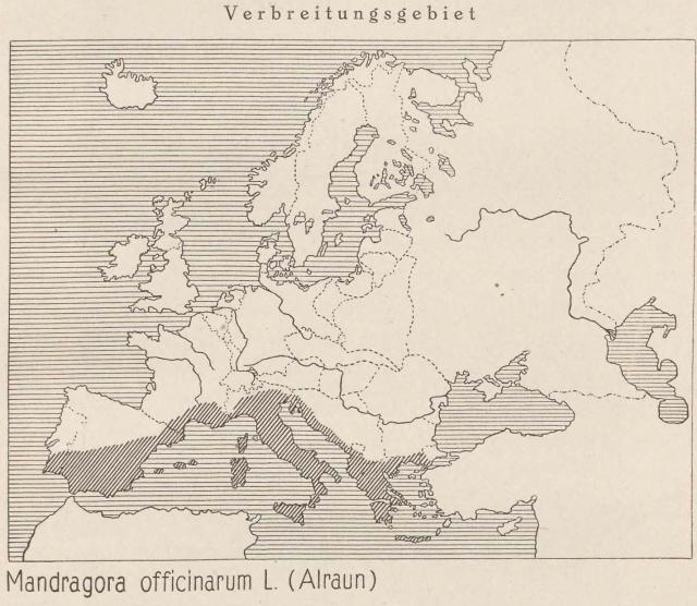 Madaus Karte Mandragora Officinarum