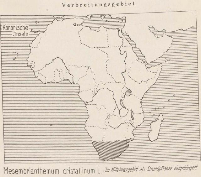 Madaus Karte Mesembrianthemum Cristallinum