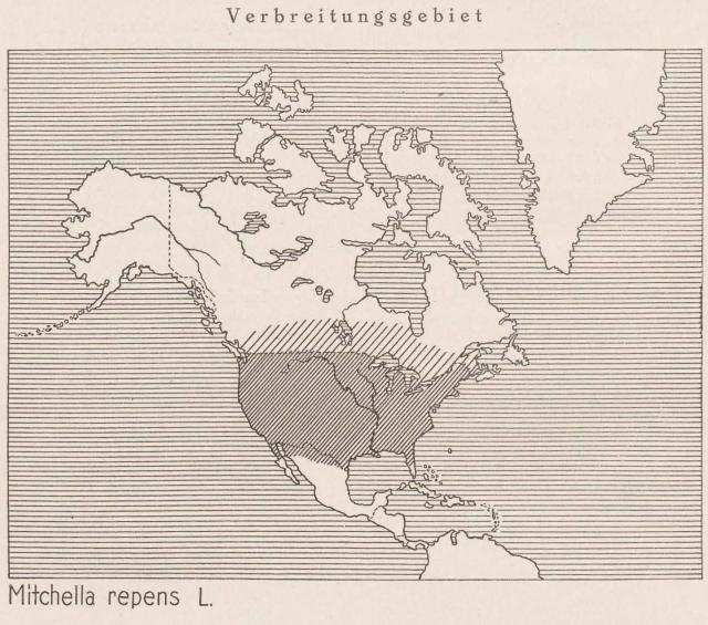 Madaus Karte Mitchella Repens