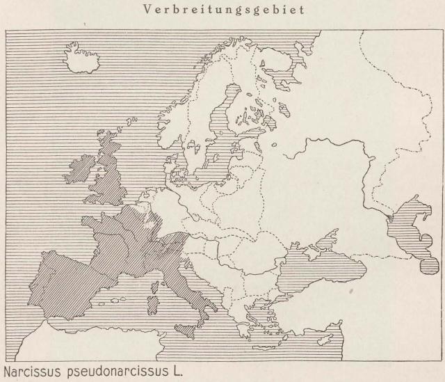 Madaus Karte Narcissus Pseudonarcissus