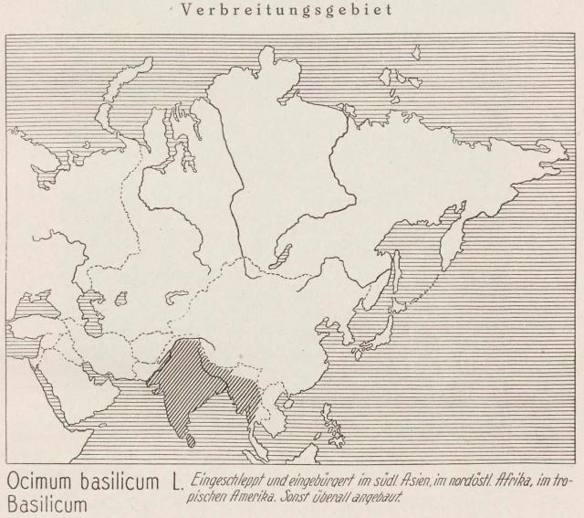 Madaus Karte Ocimum Basilicum