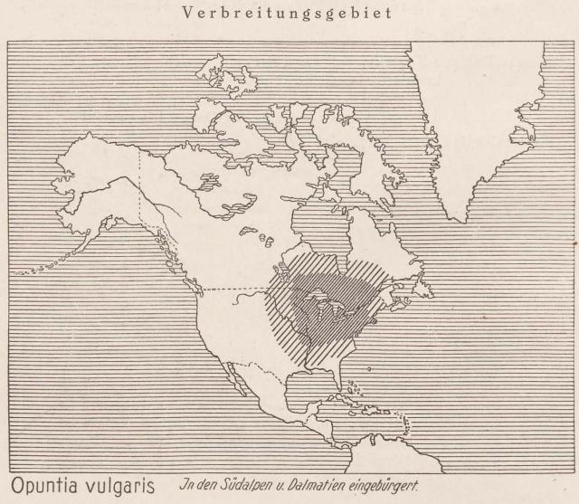 Madaus Karte Opuntia Vulgaris