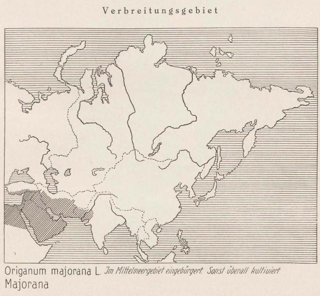 Madaus Karte Origanum Majorana