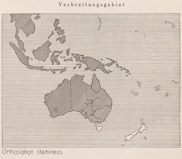 Madaus Karte Orthosiphon Stamineus