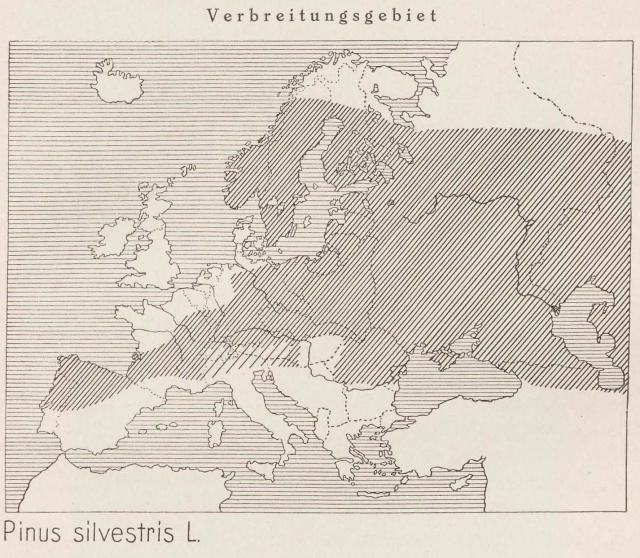 Madaus Karte Pinus Silvestris