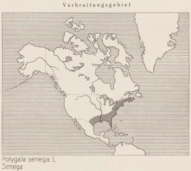 Madaus Karte Polygala Senega